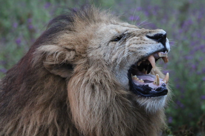 Ngorongoro Crater