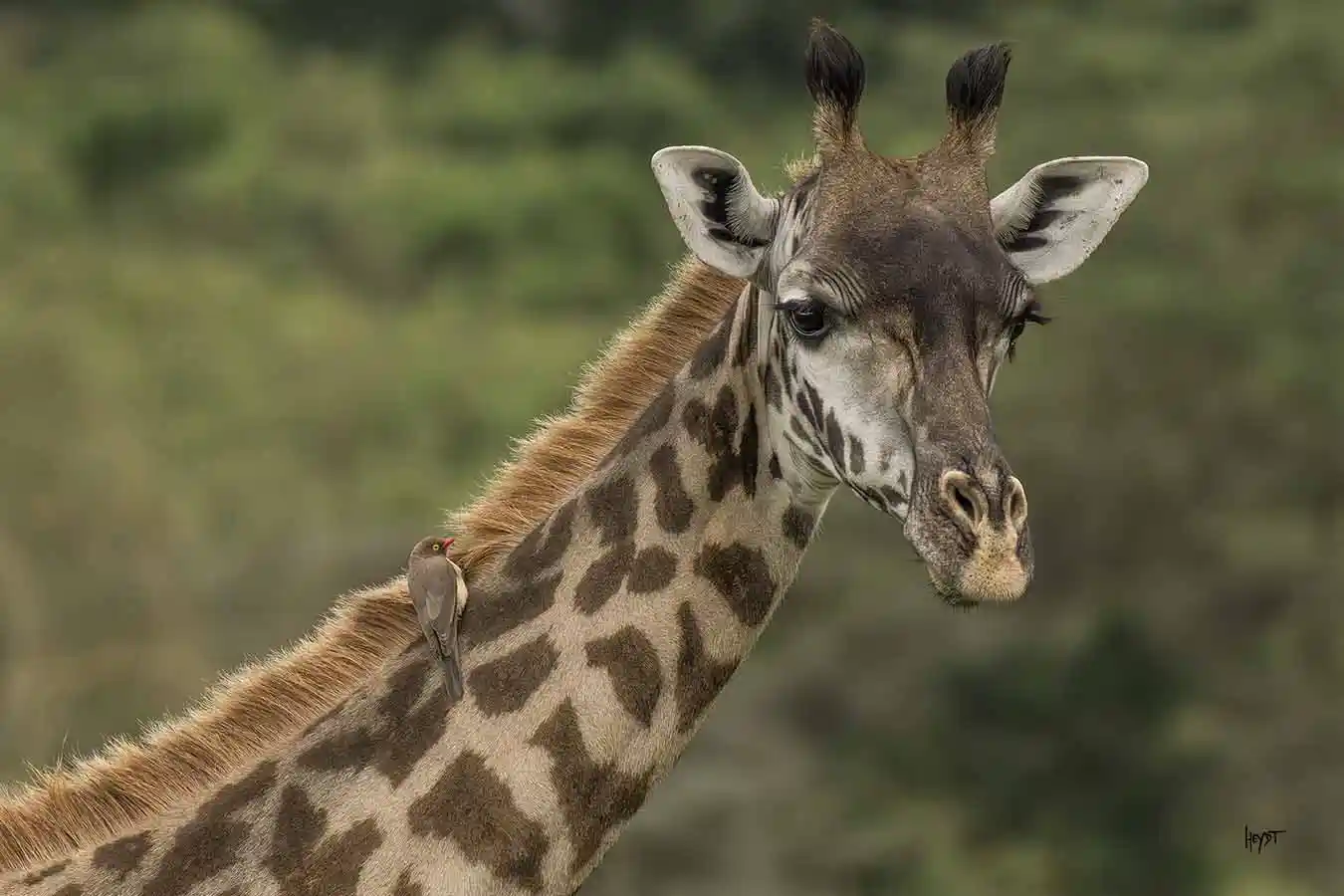 Comfort Safari gallery 3