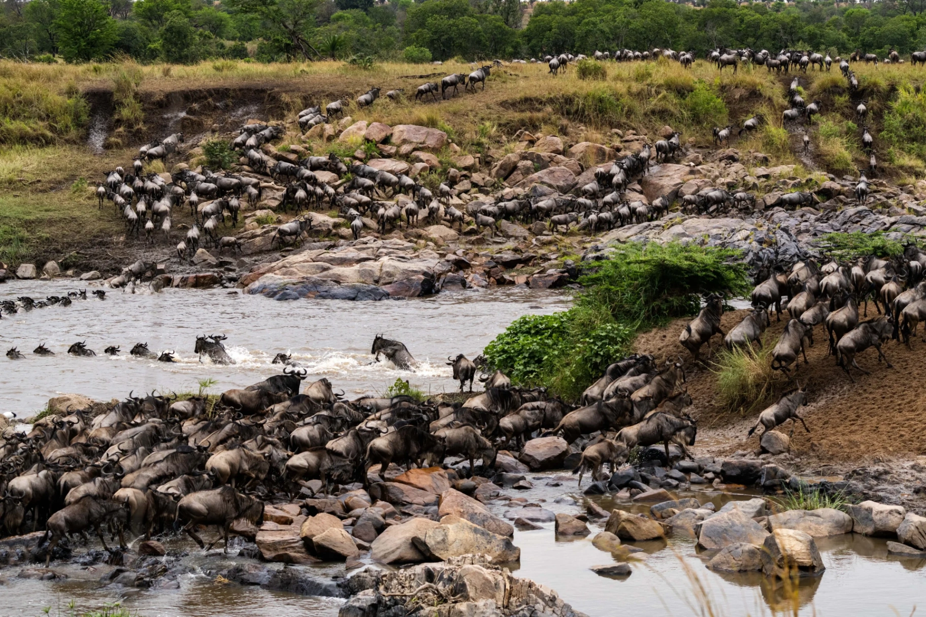 Wildebeest crossing the Mara River during the Great Migration
