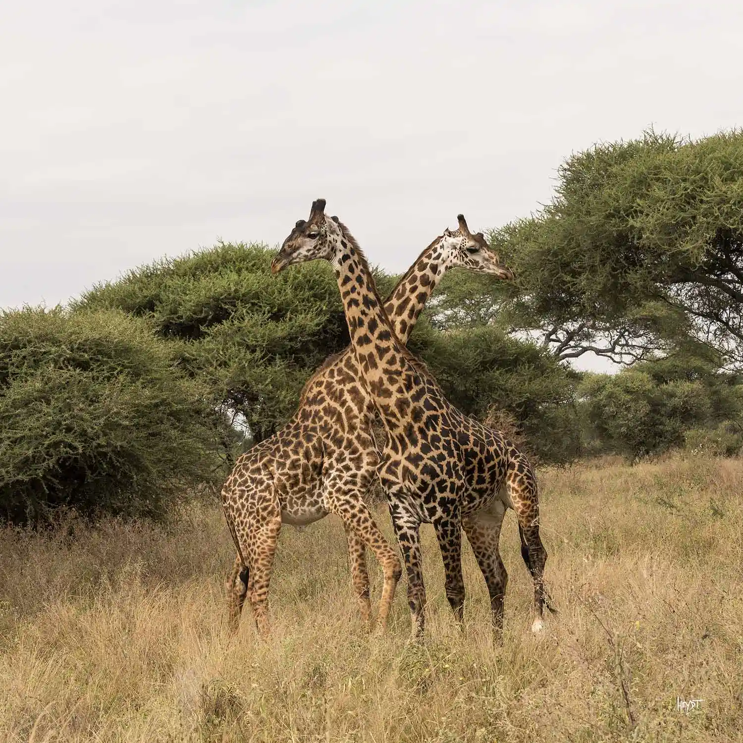 6 Days Tanzania Safari
