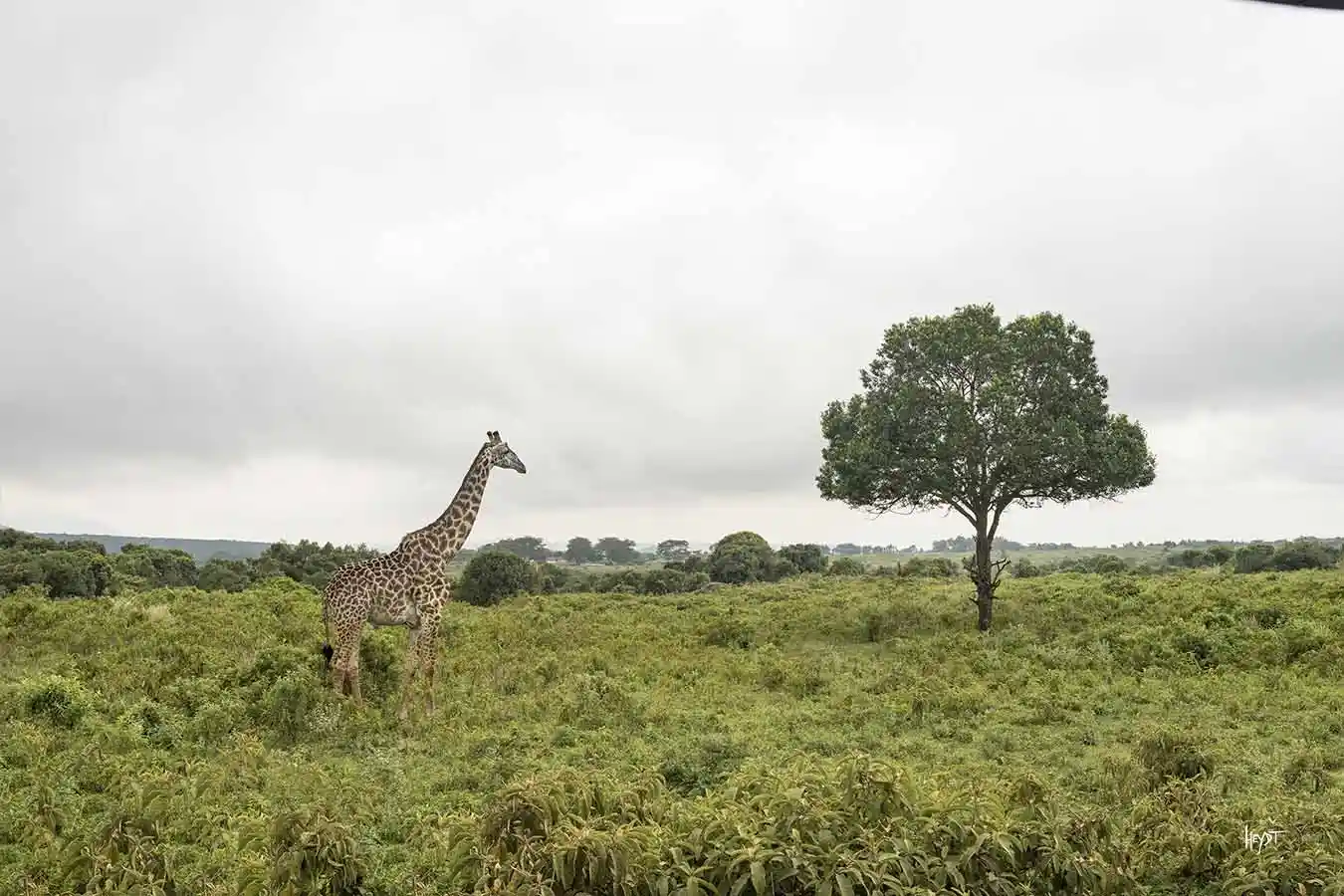 Comfort Safari accommodation