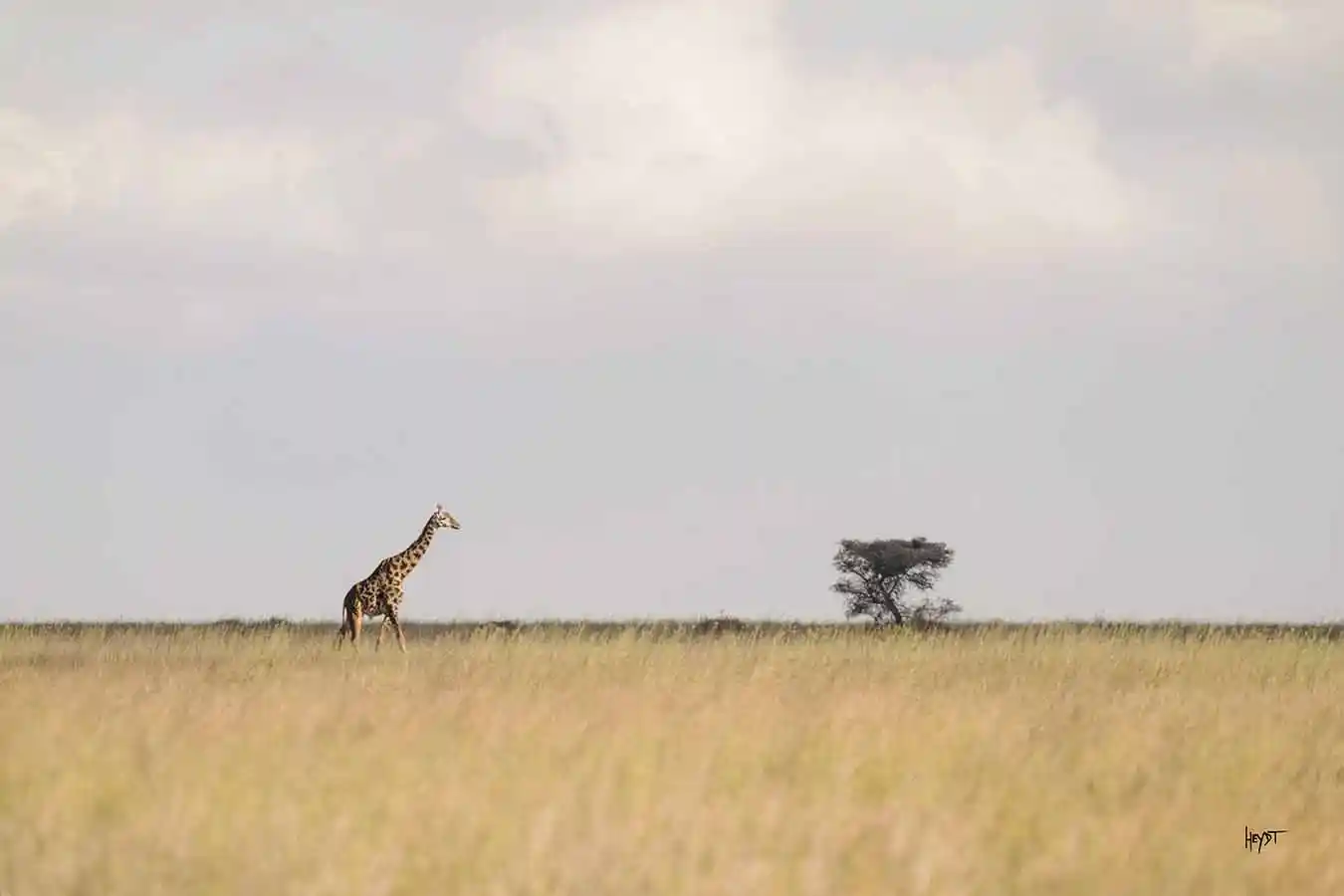 Lone giraffe on the Serengeti plains beside an acacia tree