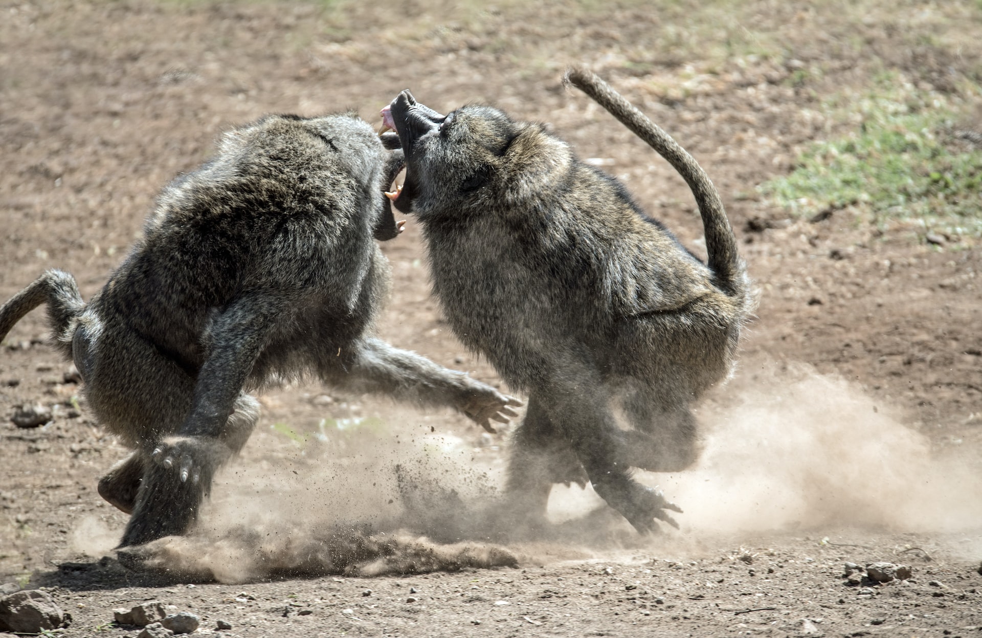 Tarangire & Lake Manyara