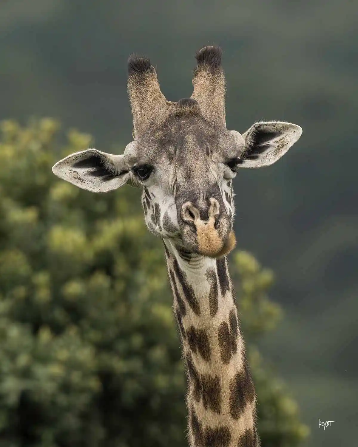 Budget Safari accommodation