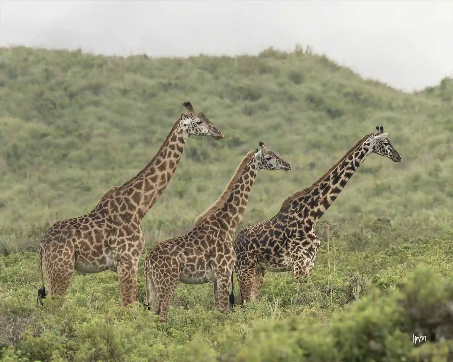 Great Migration Safari gallery 2