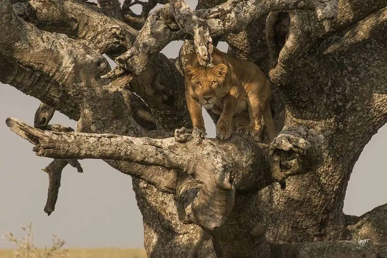 Luxury Safari accommodation