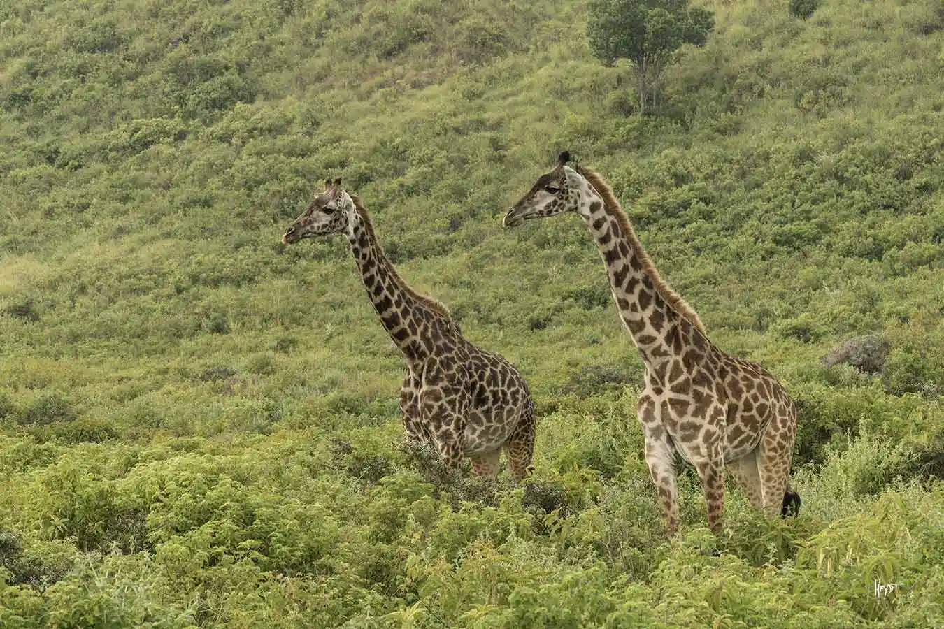 Comfort Safari gallery 4