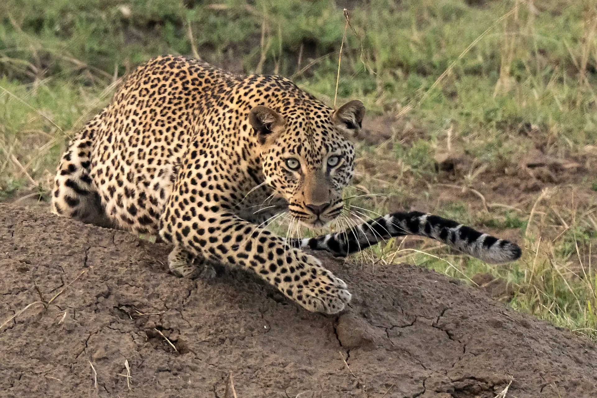 Leopard resting on a termite mound in the Serengeti