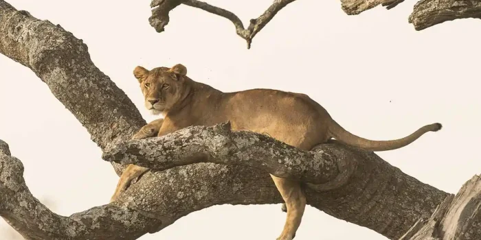 Lulu African Luxury Safaris18