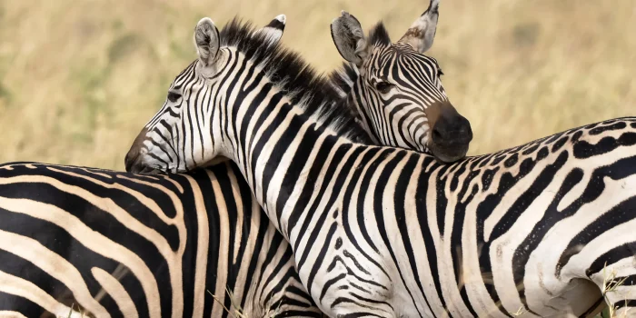 Lulu African Luxury Safaris3