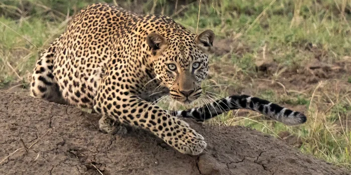 Lulu African Luxury Safaris4