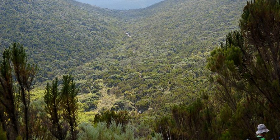 lemosho-forest-view